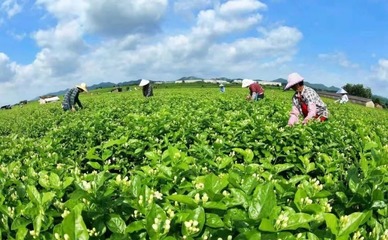 好消息!橫縣茉莉花茶入選首批中國農(nóng)業(yè)品牌目錄