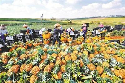 湛江徐聞菠蘿對(duì)接RCEP首次出口新加坡